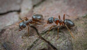 Pavement Ants Control - Yosemite Pest & Rodent Solutions, Inc.