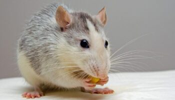 Mice & Rodent Control - Yosemite Pest & Rodent Solutions, Inc.