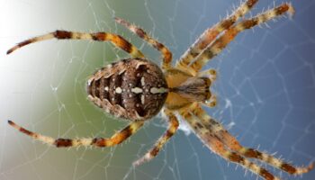 Spiders Pest Control Services- Yosemite Pest & Rodent Solutions, Inc.