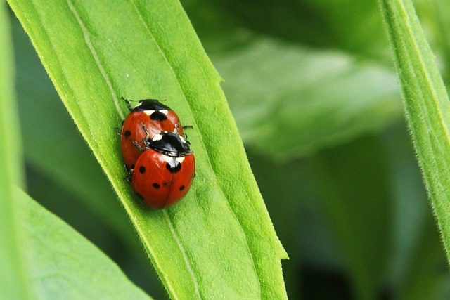 Lady Bugs Control - Yosemite Pest & Rodent Solutions, Inc.