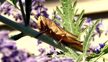 Crickets Control - Yosemite Pest & Rodent Solutions, Inc.