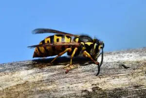 Hornets Control Naperville IL - Yosemite Pest & Rodent Solutions, Inc.
