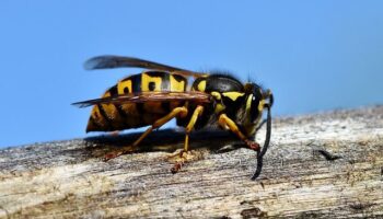 Hornets Control Naperville IL - Yosemite Pest & Rodent Solutions, Inc.