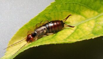 Earwigs Control - Yosemite Pest & Rodent Solutions, Inc.