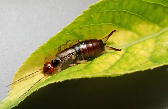 insect-g40815b17b_640