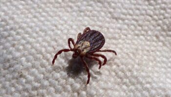 Ticks Control Services - Yosemite Pest & Rodent Solutions, Inc.