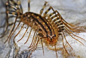 Millipedes Control - Yosemite Pest & Rodent Solutions, Inc.
