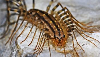 Centipedes Control - Yosemite Pest & Rodent Solutions, Inc.