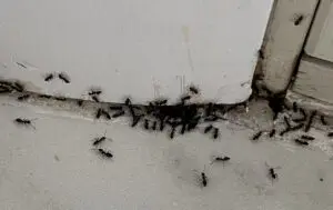 Little Black ants