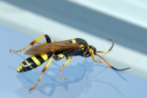 Wasps Removal Services in Naperville - Yosemite Pest & Rodent Solutions, Inc.