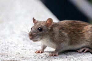 Rats & Rodent Control Services Near Me - Yosemite Pest & Rodent Solutions, Inc.