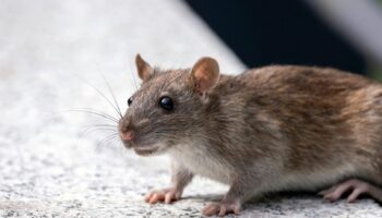 Rats & Rodent Control Services Near Me - Yosemite Pest & Rodent Solutions, Inc.