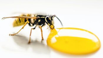Yellow Jackets Control - Yosemite Pest & Rodent Solutions, Inc.