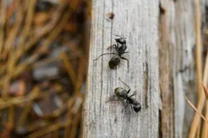 Best Pest Control for Carpenter Ants - Yosemite Pest & Rodent Solutions, Inc.
