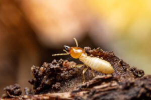 Termites Control - Yosemite Pest & Rodent Solutions, Inc.