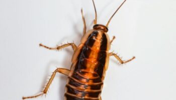 Cockroach Exterminator Near You - Yosemite Pest & Rodent Solutions, Inc.