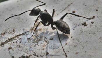 Best Pest Control for Carpenter Ants - Yosemite Pest & Rodent Solutions, Inc.