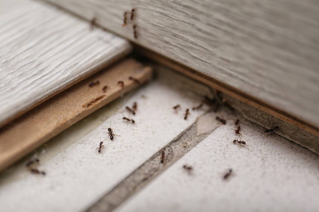 Little Black Ants Treatment in Wheaton, IL